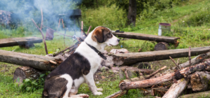 Laughter at Dog’s Face As Owners Burn ‘Life Savings’ of Sticks on Bonfire