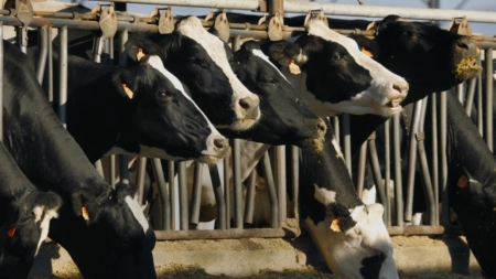 Bird flu outbreaks confirmed in three California dairy farms