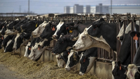 California reports suspected bird flu infection of dairy employee