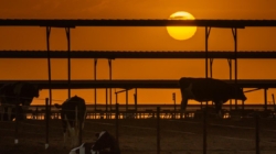 How did H5N1 bird flu get into California dairy farms?