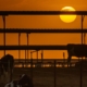 How did H5N1 bird flu get into California dairy farms?