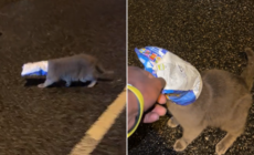 Cat With Chip Packet Stuck on Head Is Saved From Busy Road