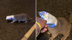 Cat With Chip Packet Stuck on Head Is Saved From Busy Road