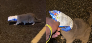 Cat With Chip Packet Stuck on Head Is Saved From Busy Road