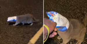 Cat With Chip Packet Stuck on Head Is Saved From Busy Road