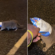 Cat With Chip Packet Stuck on Head Is Saved From Busy Road