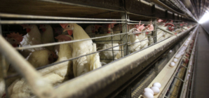 Bird Flu Cases Not Spreading Between Humans, Missouri Tests Show