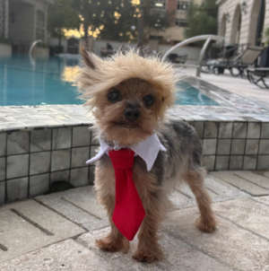 2024 Halloween: Cute pets photographed in costumes around the U.S.