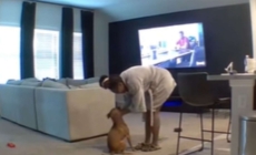 Cam Captures Exact Moment Foster Dog Has Courage To Leave Crate: ‘Proud’