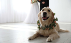 Golden Retriever’s Reaction to Owners’ First Dance Practice Melts Hearts