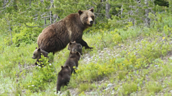 World Famous Grizzly Bear Killed in Wyoming Vehicle Strike