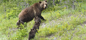 World Famous Grizzly Bear Killed in Wyoming Vehicle Strike