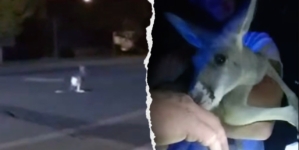 Pet kangaroo escapes: Furry fugitive leads police on street chase caught on camera: ‘A Durangaroo!’