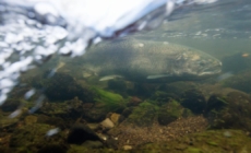 Klamath River salmon spotted far upstream in Oregon after dam removal