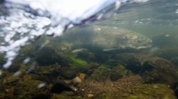 Klamath River salmon spotted far upstream in Oregon after dam removal