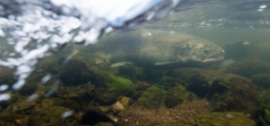 Klamath River salmon spotted far upstream in Oregon after dam removal