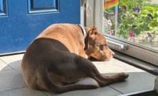 Neighbors Would ‘Cross the Street’ To Avoid Dog—Then Owner Makes One Change