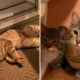 Cat Distribution System Orders ‘Family Reunion’ by Summoning New Strays