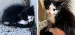 Man Finds ‘Helpless’ Kitten Covered In Ants During Walk—Instantly Helps Him