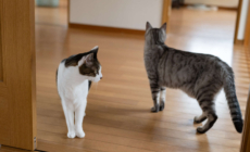 Intruder Gets In Through Cat Flap, Furry Security System Knows What To Do