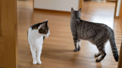 Intruder Gets In Through Cat Flap, Furry Security System Knows What To Do