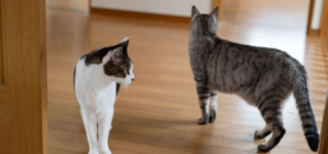 Intruder Gets In Through Cat Flap, Furry Security System Knows What To Do