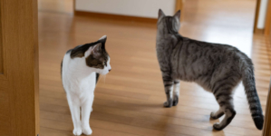 Intruder Gets In Through Cat Flap, Furry Security System Knows What To Do