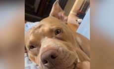 ‘Sleepy’ Dog’s Ears Can’t Help but React to Start of His Favorite Sentence