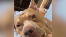 ‘Sleepy’ Dog’s Ears Can’t Help but React to Start of His Favorite Sentence