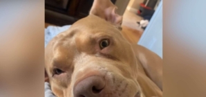 ‘Sleepy’ Dog’s Ears Can’t Help but React to Start of His Favorite Sentence