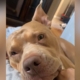 ‘Sleepy’ Dog’s Ears Can’t Help but React to Start of His Favorite Sentence