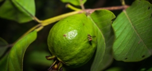 Parts of Orange County are quarantined for invasive fruit fly