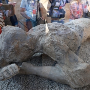 Pompeii DNA evidence contradicts long-held assumptions about victims buried in ash