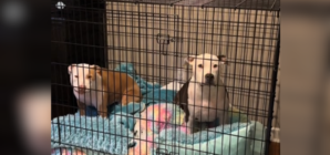 Dogs’ Reaction When Dad Wakes Them Up vs Mom Has Internet in Stitches