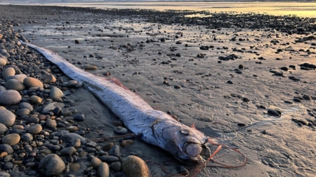 ‘Doomsday fish’ washed ashore in California, but what does that mean?