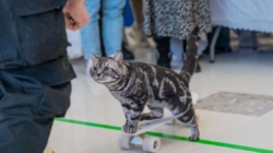 The most unique and quirky Guinness World Records of 2024 include origami dolphins and a skateboarding cat