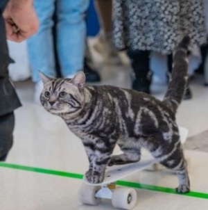 The most unique and quirky Guinness World Records of 2024 include origami dolphins and a skateboarding cat