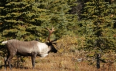 The fight to protect a reindeer species