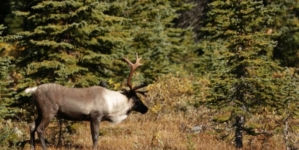 The fight to protect a reindeer species