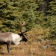 The fight to protect a reindeer species