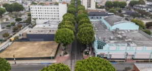 Whittier sued over plan to raze more than 100 trees