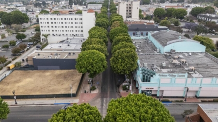 Whittier sued over plan to raze more than 100 trees