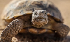 ‘Gitmo’ in the Mojave: How the Marines are saving endangered tortoises