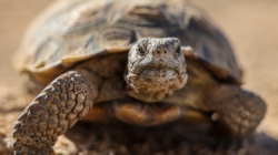 ‘Gitmo’ in the Mojave: How the Marines are saving endangered tortoises