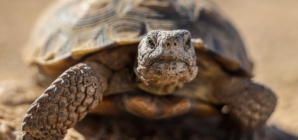 ‘Gitmo’ in the Mojave: How the Marines are saving endangered tortoises