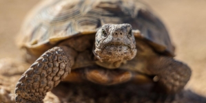 ‘Gitmo’ in the Mojave: How the Marines are saving endangered tortoises