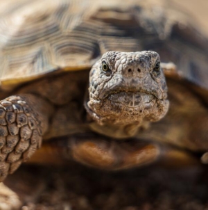 ‘Gitmo’ in the Mojave: How the Marines are saving endangered tortoises