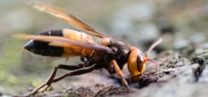 Invasive ‘murder hornets’ found in Europe for the first time