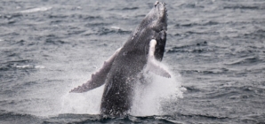 Humpback whale makes record migration to find new breeding grounds