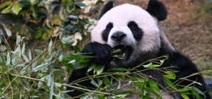 Hong Kong’s plan to lure back visitors? It’s black, white and eats bamboo